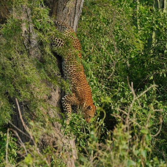 Fly-In Safaris