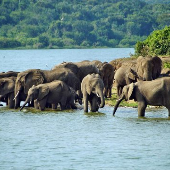 Kazinga Channel Excursion