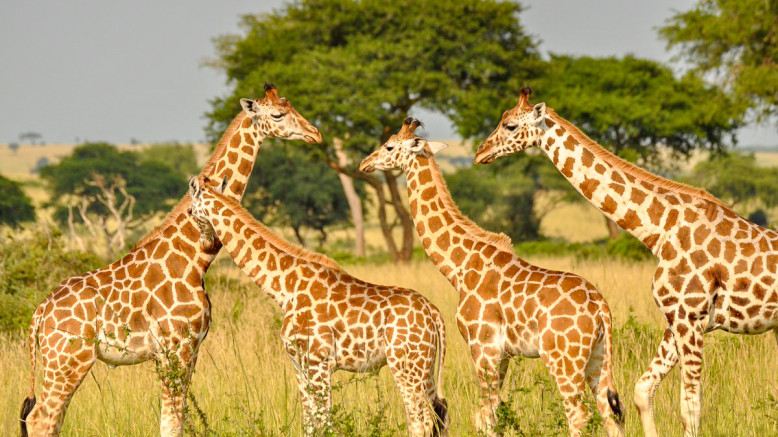  Uganda Fly-In Safaris 