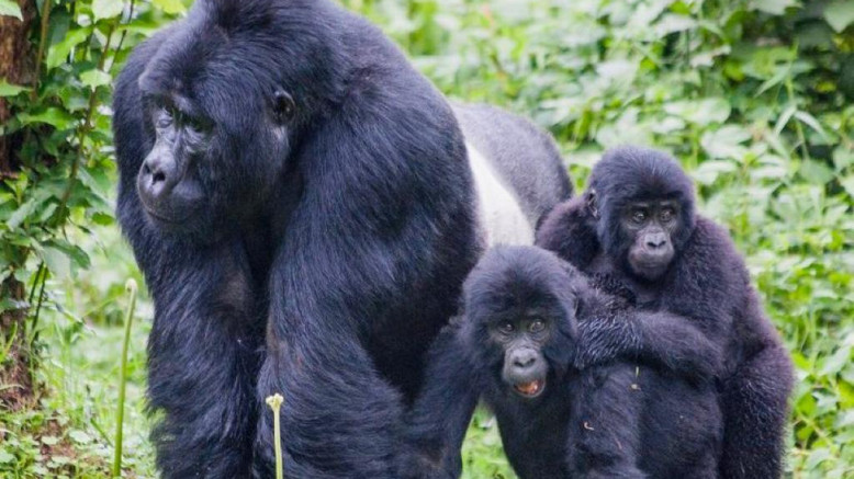  Uganda Fly-In Safaris 