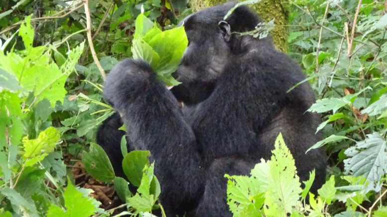  Uganda Fly-In Safaris 