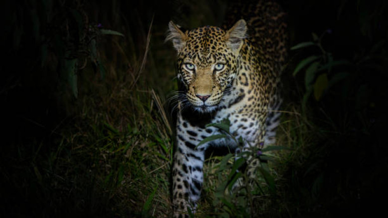  Luxury Safaris 