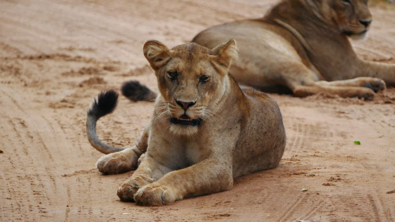  Luxury Safaris 