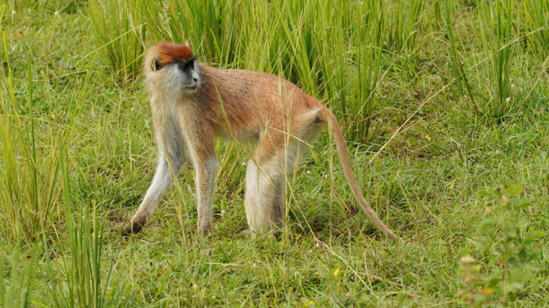  Uganda Family Safaris 