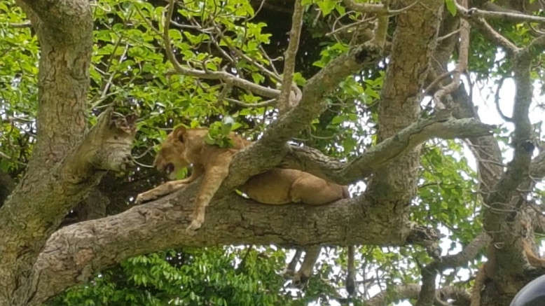  Uganda Family Safaris 