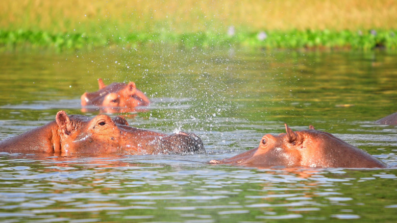  Uganda Family Safaris 
