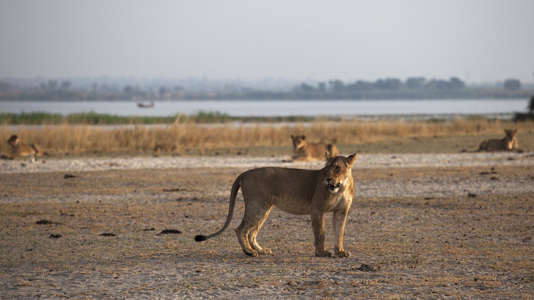 Uganda Family Safaris 
