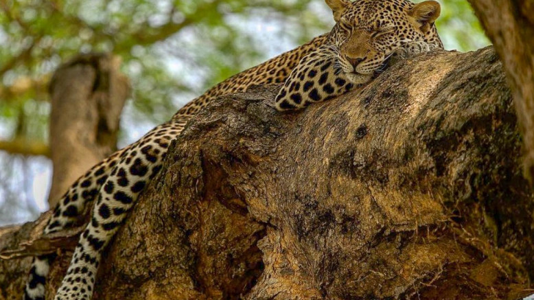  Uganda Family Safaris 