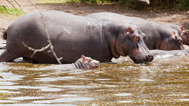  Uganda Family Safaris 