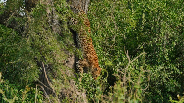  Uganda Midrange Safaris 