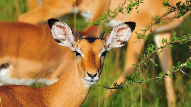  Uganda Midrange Safaris 