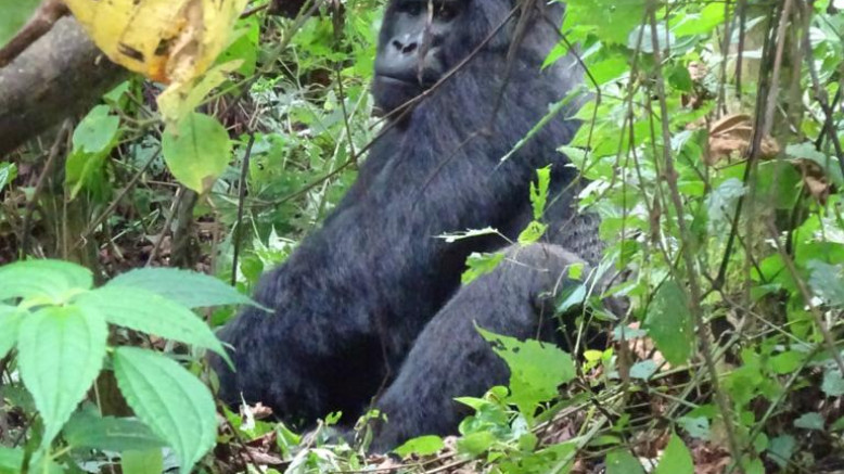  Uganda Midrange Safaris 