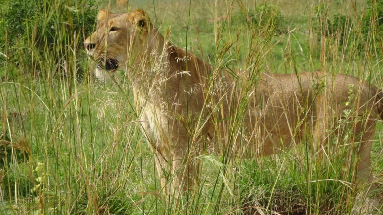  Uganda Midrange Safaris 