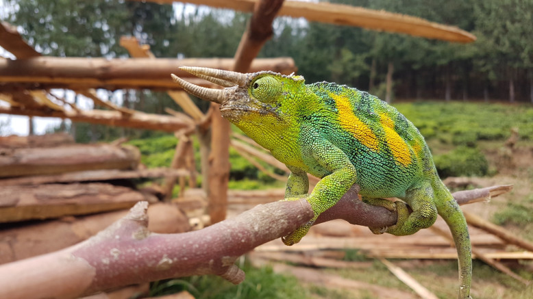  Uganda Midrange Safaris 