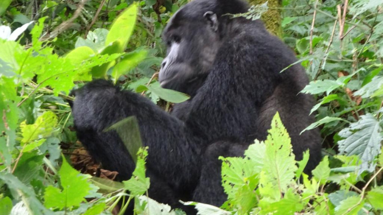  Uganda Midrange Safaris 