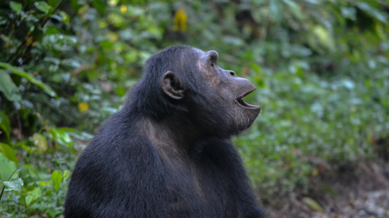  Uganda Midrange Safaris 
