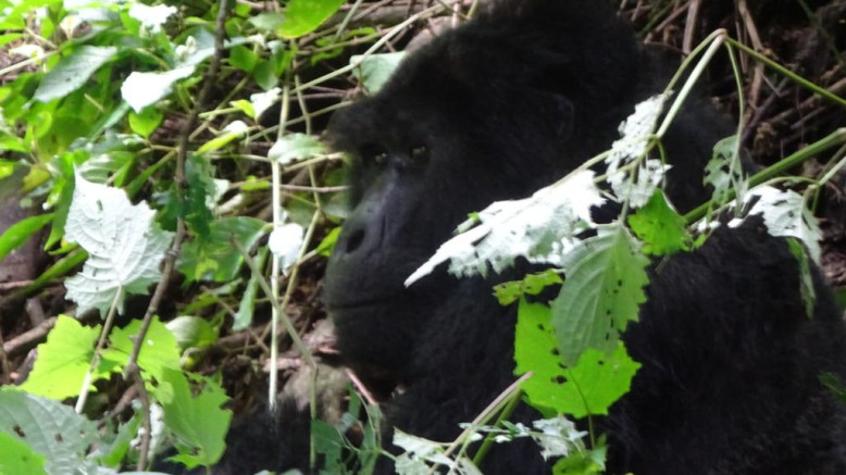  Uganda Midrange Safaris 